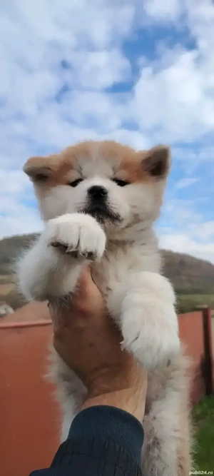 Akita Inu disponibili