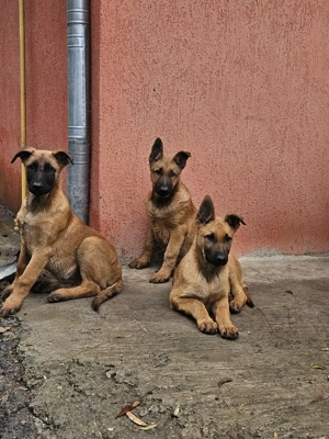 Ciobanesc belgian malinoi - imagine 5