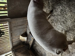 Vând porc pentru Crăciun!