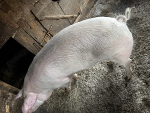 Vând porc pentru Crăciun! - imagine 2