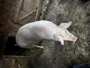 Vând porc pentru Crăciun! - imagine 3