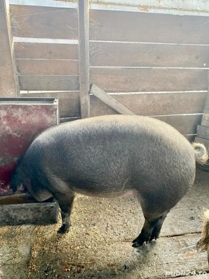 Porci Duroc cu Mistreț - imagine 3