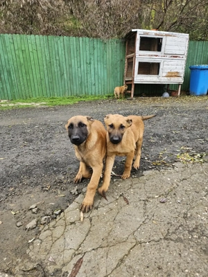 Ciobanesc belgian malinoi - imagine 3