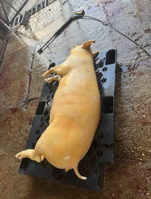 Porci ,vitei,oi  - imagine 2