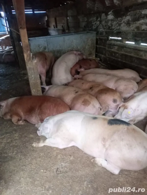 Rasa de carne 100-150 kg - imagine 2