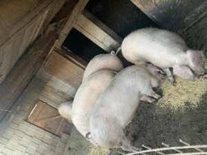 Vând porci 15 lei kg - imagine 4