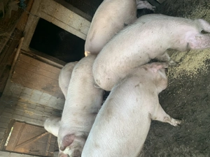 Vând porci 15 lei kg - imagine 3