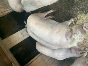 Vând porci 15 lei kg - imagine 2