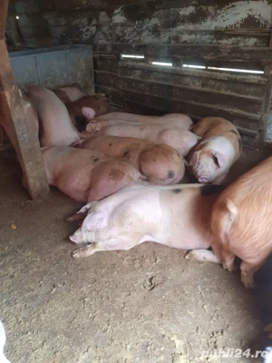 100 -170 kg 12 ron kg  - imagine 2