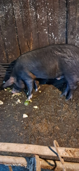 Vând porc, pt sacrificat si purcei 