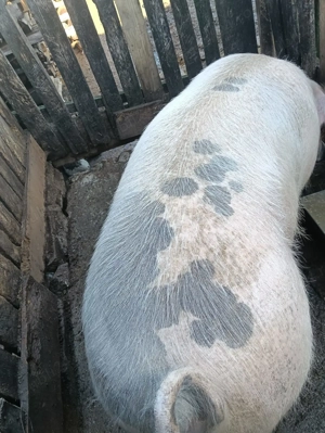 porc pietran cu landrace - imagine 3