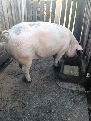 porc pietran cu landrace - imagine 2