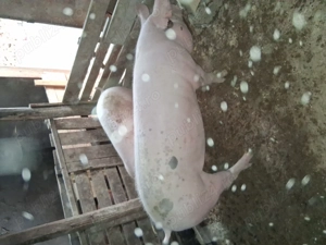 Porci  disponibili - imagine 2