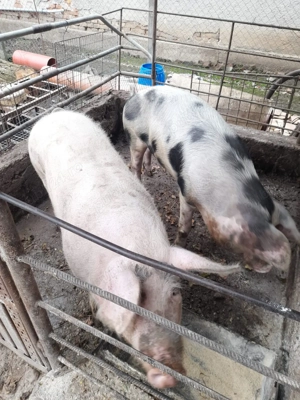 Porc de vânzare  - imagine 2