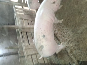 Porci  disponibili - imagine 3