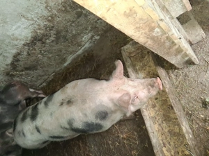 Porci  disponibili - imagine 5