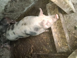 Porci  disponibili - imagine 4