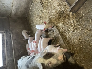 Vind purcei de 6 saptamani in 20 noiembrie - imagine 4