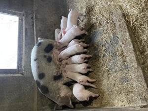 Vind purcei de 6 saptamani in 20 noiembrie