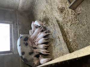 Vind purcei de 6 saptamani in 20 noiembrie - imagine 3