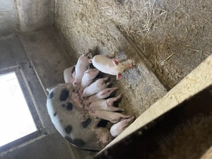 Vind purcei de 6 saptamani in 20 noiembrie - imagine 5