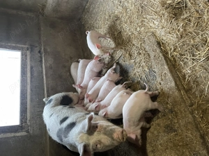 Vind purcei de 6 saptamani in 20 noiembrie - imagine 2