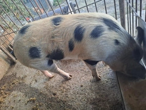 Vând porc  - imagine 3