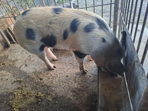 Vând porc  - imagine 2