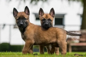 Ciobănesc Belgian de Malinois- Linie Atletica, Pui Pregătiți pentru Predare!