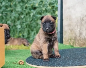 Ciobănesc Belgian de Malinois- Linie Atletica, Pui Pregătiți pentru Predare! - imagine 2
