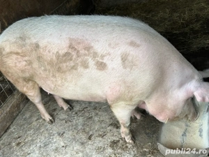 pentru craciun peste 250 kg 