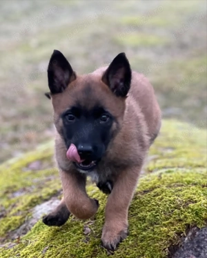 Ciobănesc Belgian de Malinois - Pui de Calitate, Livrare Auto  - imagine 2