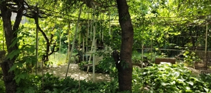 Conac de închiriat în centrul vechi al orașului Galați  ! - imagine 2