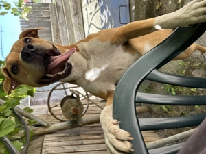 pui amstaff - imagine 5