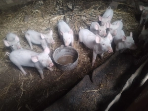 Purcei marele alb 7 săptămâni 