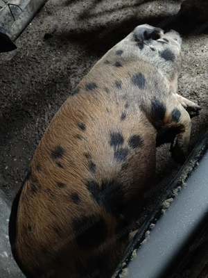 Porci de gospodărie. - imagine 4