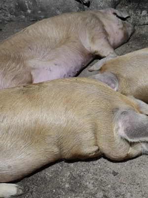 Porci de gospodărie. - imagine 3