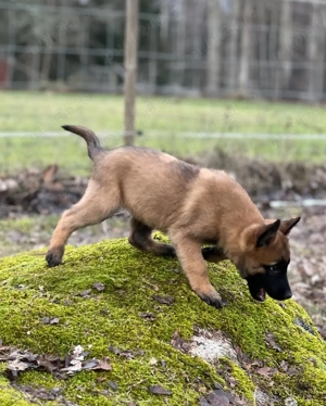 Ciobănesc Belgian de Malinois - Pui Selectati, Standard Ridicat  - imagine 2