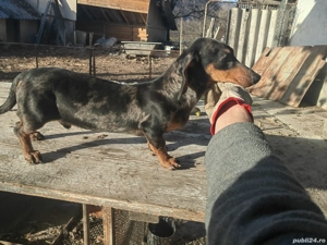 Mascul teckel 6 luni - imagine 2