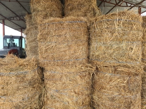 Vând baloți rotunzi de  fân de  lucernă 