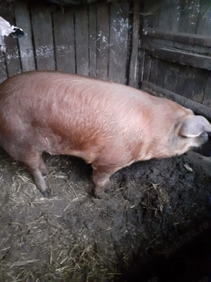 Porc pentru sarbatori. 