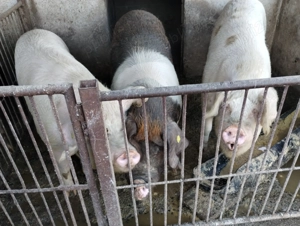 Vând porci de sacrificat - imagine 3