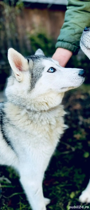 vând femelă și mascul husky