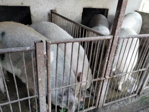 Vând porci de sacrificat - imagine 2