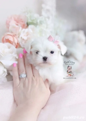 bichon maltez mini toy  - imagine 2