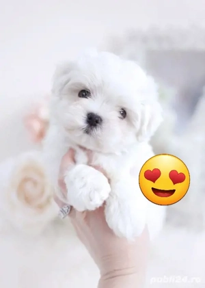 bichon maltez mini toy 