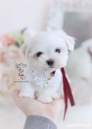 bichon maltez mini toy  - imagine 3