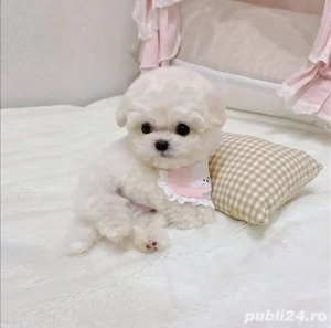 bichon maltez mini toy  - imagine 2
