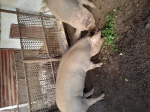 Vând porc de carne - imagine 3