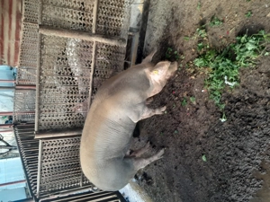 Vând porc de carne - imagine 2